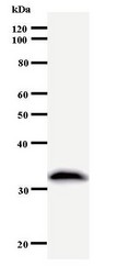 Western blot of immunized recombinant protein using XPOT antibody.