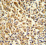 Formalin-fixed and paraffin-embedded human lymph with XPOT Antibody , which was peroxidase-conjugated to the secondary antibody, followed by DAB staining. This data demonstrates the use of this antibody for immunohistochemistry; clinical relevance has not been evaluated.