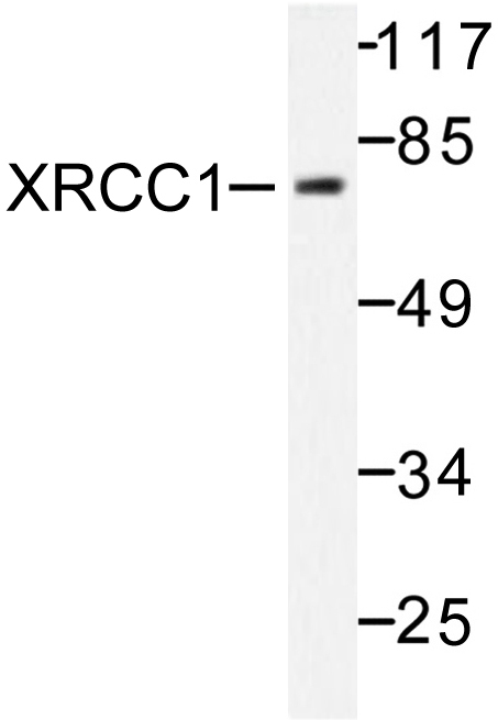 Western blot of XRCC1 (G552) pAb in extracts from Jurkat cells.