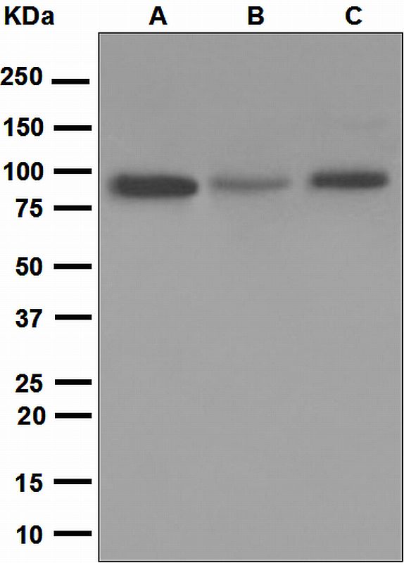 Western blot analysis on (A) HeLa, (B) A375, and (C) Saos-2 cell lysates using anti-XRCC1 antibody.