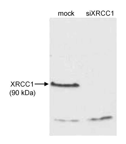 Detection of Human XRCC1 by Western Blot. Sample: Whole cell extract (50 ug) from mock treated or siRNA treated HeLa cells. Antibody: Affinity purified rabbit anti-XRCC1 used at 1 ug/ml. Detection: Chemiluminescence.
