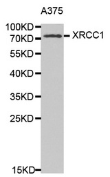 Western blot analysis of extracts of A375 cell lines, using XRCC1 antibody.