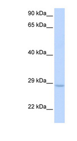 XRCC2 antibody LS-C112214 Western blot of Fetal Muscle lysate.
