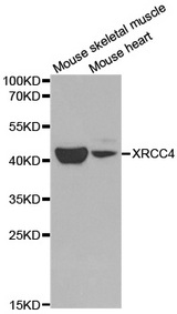 Western blot analysis of extracts of various cell lines, using XRCC4 antibody.