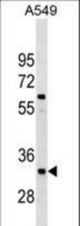 XRCC4 Antibody western blot of A549 cell line lysates (35 ug/lane). The XRCC4 antibody detected the XRCC4 protein (arrow).