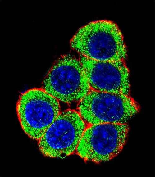 Confocal immunofluorescent of XRCC6 Antibody with 293 cell followed by Alexa Fluor 488-conjugated goat anti-rabbit lgG (green). Actin filaments have been labeled with Alexa Fluor 555 phalloidin (red). DAPI was used to stain the cell nuclear (blue).