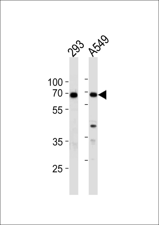 XRCC6 Antibody western blot of 293,A549 cell line lysates (35 ug/lane). The XRCC6 antibody detected the XRCC6 protein (arrow).
