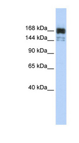 XRN1 antibody LS-C110584 Western blot of MCF7 cell lysate.