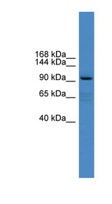 XYLT1 antibody LS-C116914 Western blot of PANC1 cell lysate.