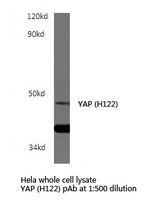 Western blot of YAP (H122) pAb in extracts from HepG2 cells.