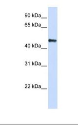293T cell lysate. Antibody concentration: 1.0 ug/ml. Gel concentration: 12%.