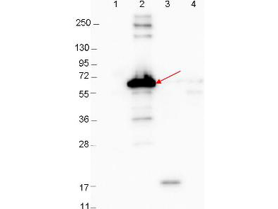 Anti-DbpA Antibody - Western Blot. Western blot showing detection of 0.1 ug recombinant proteins in western blot. Lane 1: Molecular weight markers. Lane 2: MBP-DbpA fusion protein (arrow; expected MW: 60.9 kD). Lane 3: DbpA, MBP removed by TEV cleavage. Lane 4: MBP alone. Protein was run on a 4-20% gel, then transferred to 0.45 micron nitrocellulose. After blocking with 1% BSA-TTBS (MB-013, diluted to 1X) overnight at 4°C, primary antibody was used at 1:1000 at room temperature for 30 min. HRP-conjugated Goat-Anti-Rabbit (p/n LS-C60865) secondary antibody was used at 1:40000 in MB-070 blocking buffer and imaged on the VersaDoc MP 4000 imaging system (Bio-Rad).