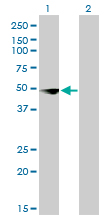 Western blot of CSDA expression in transfected 293T cell line by CSDA monoclonal antibody (M02), clone 4D9.