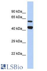 YME1L1 antibody Western Blot of SH-SYSY. Antibody dilution: 1 ug/ml.