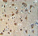 YMEL1 Antibody IHC of formalin-fixed and paraffin-embedded brain tissue followed by peroxidase-conjugated secondary antibody and DAB staining.