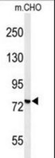 Western blot of YMEL1 Antibody in CHO cell line lysates (35 ug/lane). YMEL1 (arrow) was detected using the purified antibody.