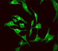 Immunofluorescent staining of HeLa cells using anti-14-3-3E antibody.