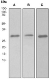 Western blot analysis on (A) fetal brain, (B) SW480, and (C) NIH/3T3 cell lysates using anti-14-3-3E antibody.