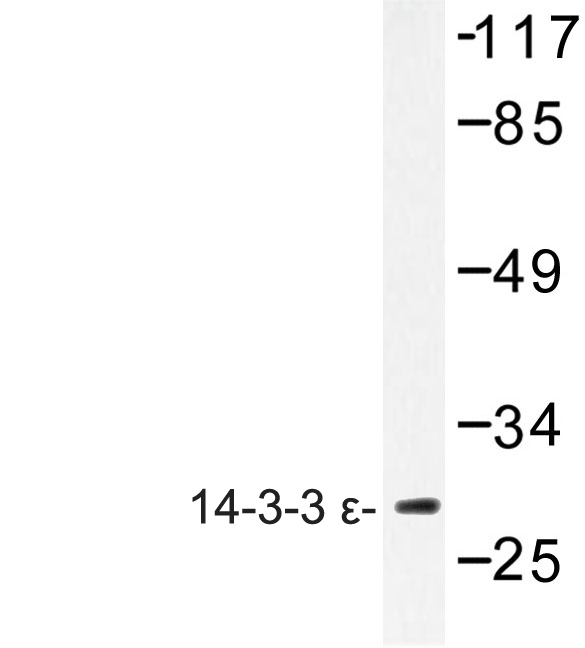 Western blot of 14-3-3 (D238) pAb in extracts from HepG2 cells.