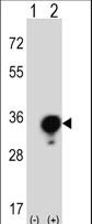 Western blot of YWHAG (arrow) using rabbit polyclonal YWHAG Antibody. 293 cell lysates (2 ug/lane) either nontransfected (Lane 1) or transiently transfected (Lane 2) with the YWHAG gene.
