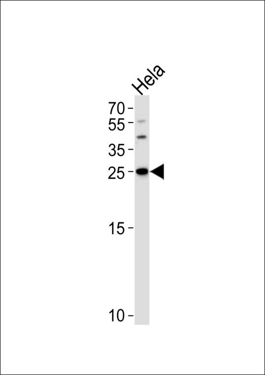 Western blot of lysate from HeLa cell line, using YWHAG Antibody. Antibody was diluted at 1:1000 at each lane. A goat anti-rabbit IgG H&L (HRP) at 1:5000 dilution was used as the secondary antibody. Lysate at 35ug.