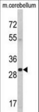 Western blot of YWHAG Antibody in mouse cerebellum tissue lysates (35 ug/lane). YWHAG (arrow) was detected using the purified antibody.