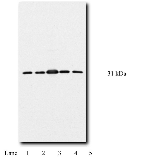 At right is a typical western blot (10% SDS-PAGE) of 3T3 (lane 1), PC12 (lane 2), MDBK (lane 3), Jurkat (lane 4) and normal human fibroblasts (lane 5).
