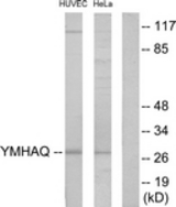 Western blot of extracts from HUVEC/HeLa cells, using 14-3-3 theta Antibody. The lane on the right is treated with the synthesized peptide.