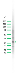Western blot of YWHAZ / 14-3-3 Zeta antibody