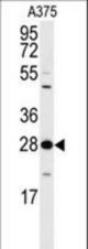 Western blot of anti-14-3-3 protein zeta/delta Antibody (T232) in A375 cell line lysates (35 ug/lane). 14-3-3 (arrow) was detected using the purified antibody.