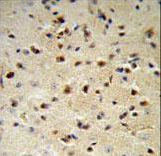 YWHAZ Antibody IHC of formalin-fixed and paraffin-embedded mouse brain followed by peroxidase-conjugated secondary antibody and DAB staining.