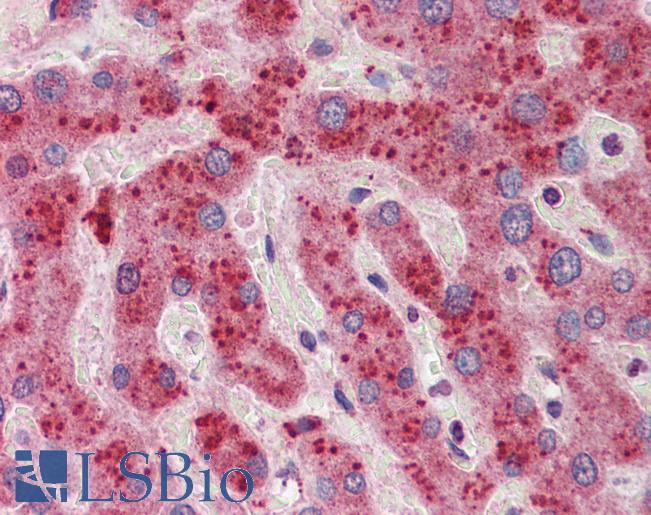 Anti-YWHAZ / 14-3-3 Zeta Delta antibody IHC of human liver. Immunohistochemistry of formalin-fixed, paraffin-embedded tissue after heat-induced antigen retrieval. Antibody LS-B5807 concentration 5 ug/ml.