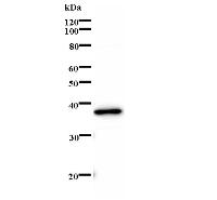 Western blot analysis of immunized recombinant protein, using anti-YY1 monoclonal antibody.