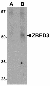 Western blot of ZBED3 in rat lung tissue lysate with ZBED3 antibody at (A) 1 and (B) 2 ug/ml.