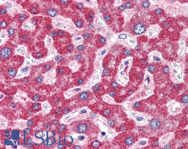 Anti-ZBP1 antibody IHC of human liver. Immunohistochemistry of formalin-fixed, paraffin-embedded tissue after heat-induced antigen retrieval. Antibody LS-B2730 concentration 5 ug/ml.