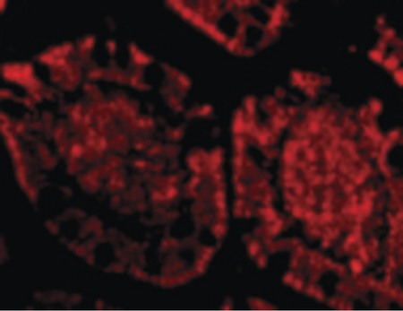 Immunofluorescence of ZBP1 in Human Small Intestine cells with ZBP1 antibody at 20 ug/ml.