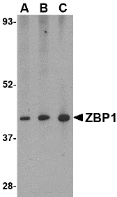 Western blot of ZBP1 in mouse small intestine tissue lysate with ZBP1 antibody at (A) 0.5, (B) 1 and (C) 2 ug/ml.