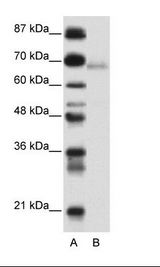 A: Marker, B: Transfected 293T Cell Lysate