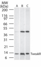 Western blot of TweakR in A) human liver lysate, B) mouse liver tissue lysate, and C) rat liver lysate using antibody at 1:500.