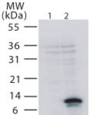 Western blot of TweakR in 293 cells. Untransfected (lane 1) or transfected with human TweakR (lane 2).