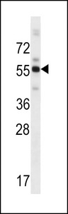 ZBTB8B Antibody western blot of human placenta tissue lysates (35 ug/lane). The ZBTB8B antibody detected the ZBTB8B protein (arrow).
