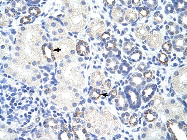 ZBTB9 antibody LS-C30292 was used in IHC to stain formalin-fixed, paraffin-embedded human kidney.