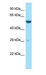 ZC3H10 antibody Western Blot of Mouse Liver.