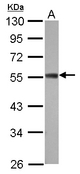 Sample (30 ug of whole cell lysate) A: 293T 10% SDS PAGE ZC3H10 antibody diluted at 1:1000