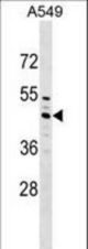 ZC3H10 Antibody western blot of A549 cell line lysates (35 ug/lane). The ZC3H10 antibody detected the ZC3H10 protein (arrow).