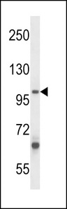 ZC3H12B Antibody western blot of A549 cell line lysates (35 ug/lane). The ZC3H12B antibody detected the ZC3H12B protein (arrow).