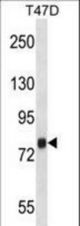 ZC3H14 Antibody western blot of T47D cell line lysates (35 ug/lane). The ZC3H14 antibody detected the ZC3H14 protein (arrow).