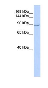 ZC3H7A antibody LS-C109619 Western blot of HeLa lysate.