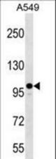 ZC3H7A Antibody western blot of A549 cell line lysates (35 ug/lane). The ZC3H7A antibody detected the ZC3H7A protein (arrow).