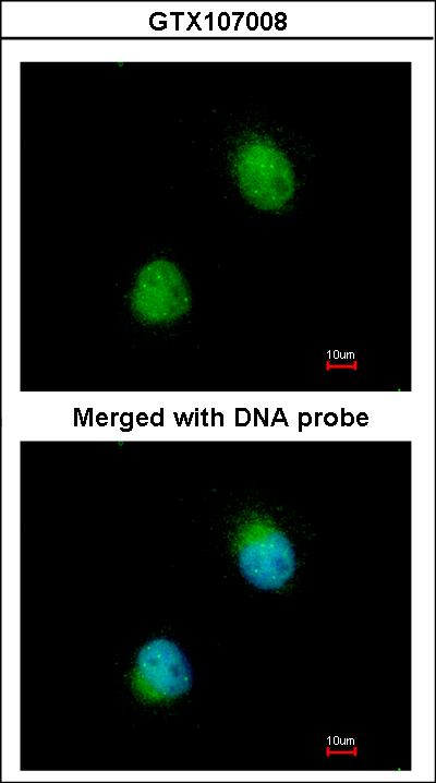 Immunofluorescence of paraformaldehyde-fixed HeLa using ZC3H8 antibody at 1:200 dilution.